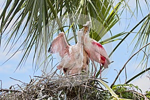 Baby Roseate Spoonbills Begging Their Mother For Food