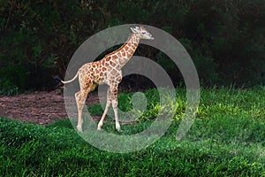 Baby Rothschilds Giraffe