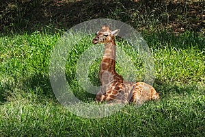Baby Rothschilds Giraffe photo