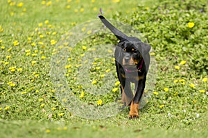 Baby Rottweiler puppy