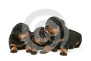 Baby Rottweilers