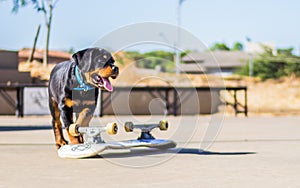 Baby Rottweiller skateboard photo