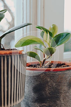 Baby rubber plant in industrial style pot on a windowsill at home