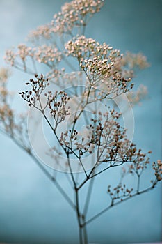 Baby's Breath Artistic Blue and White