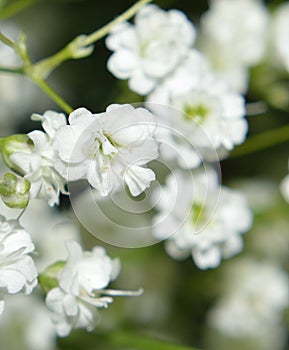 Baby`s Breath closeup macro