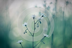 Baby`s breath or Gypsophila is a beautiful flower in the carnation family on blurred floral nature backgrounds