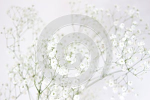 Baby`s breath gypsophila flowers close-up, background. High key photography