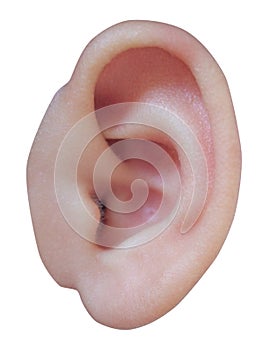 Baby's ear photo
