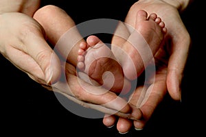 Baby`s feet (in mommy`s hands) photo