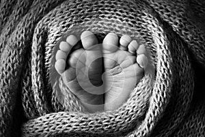 Baby's feet in a soft light blue woolen blanket. Small toes. Black and white photo.