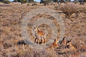 baby sable antelope