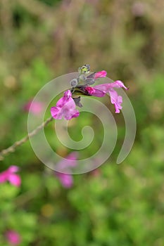 Baby sage Pink Blush