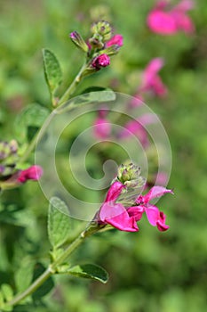 Baby sage Pink Blush