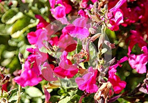 baby sage Pink Blush, Salvia microphylla `Pink Blush`