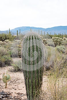 Baby Saguaro Cactus