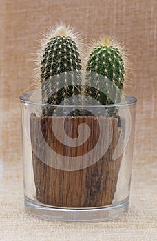 Baby saguaro cactus in a pot.