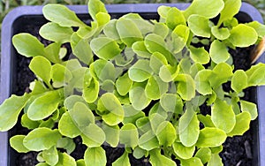 Baby salad Lettuce seedlings