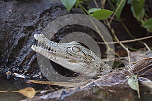 A baby Saltwater crocodile Crocodylus porosus