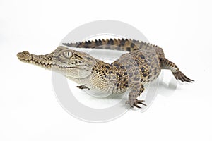 A baby Saltwater crocodile Crocodylus porosus