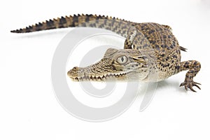 A baby Saltwater crocodile Crocodylus porosus