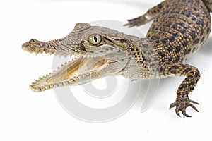 A baby Saltwater crocodile Crocodylus porosus