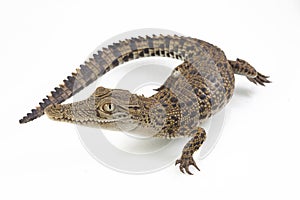 A baby Saltwater crocodile Crocodylus porosus