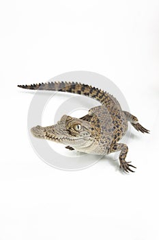 A baby Saltwater crocodile Crocodylus porosus