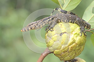 A baby salvator monitor lizard is sunbathing on a srikaya tree.