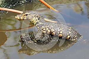 A baby salvator monitor lizard Varanus salvator is sunbathing.