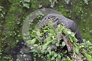 A baby salvator monitor lizard (Varanus salvator) is sunbathing.