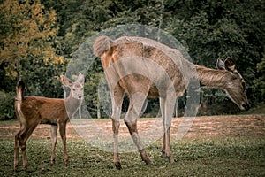 A baby sambar deer and its mother are standing in a field at Khao Yai National Park in Thailand