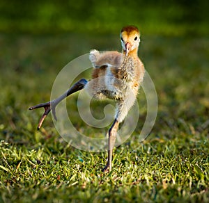 Baby sandhill crane chick practicing walking