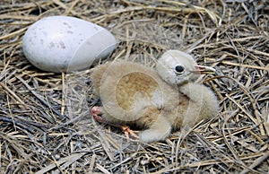 Baby Sandhill Crane and Egg