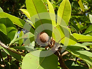 A baby sapodilla tree on bequia