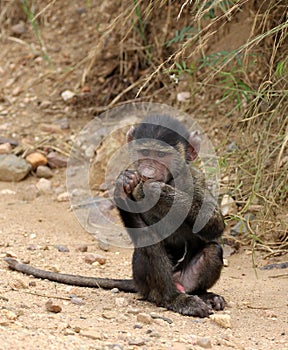 Baby Savannah Baboon chewing grass in Serengeti
