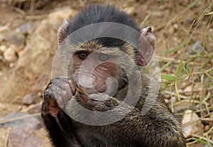 Baby Savannah Baboon chewing grass in Serengeti