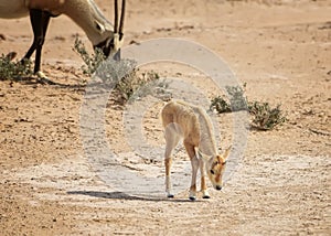 Baby of Scimitar oryx, the scimitar-horned oryx, the Sahara oryx is grazing in the desert. Animals wildlife. Watching of animals