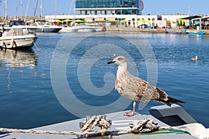 Baby sea gull close up picture