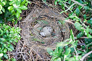 Baby Sea Gull Egg