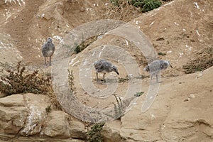 Baby Sea gulls on La jolla beach