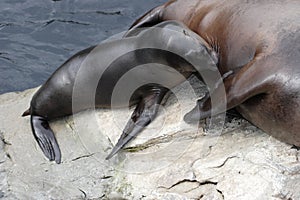 Baby Sea Lion