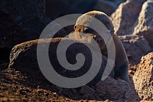 Baby Sea lion