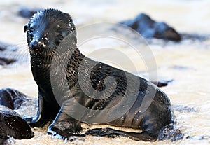 Baby Sea Lion