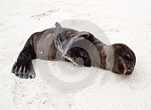 Baby Sea Lion