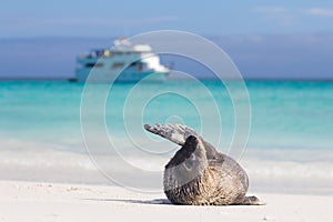 Baby sea lion on the beach