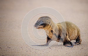 Baby sea lion on the beaches of Galapagos