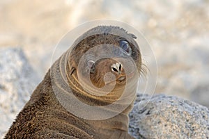 Baby Sea Lion Galapagos