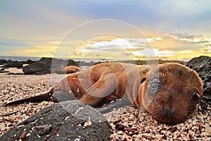 Baby sea lion in the Galapagos Islands resting