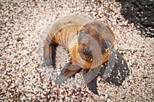 Baby sea lion in the Galapagos Islands staring at