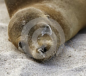 Baby Sea Lion Lies on Sand And Looks At Camera on Galapagos Island